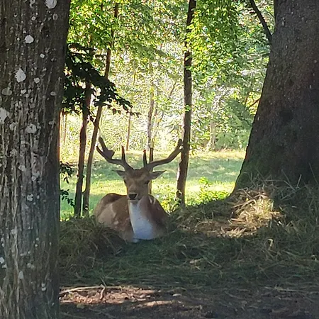 Apartma Naravni Biser *