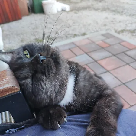 Apartma Naravni Biser Brezje