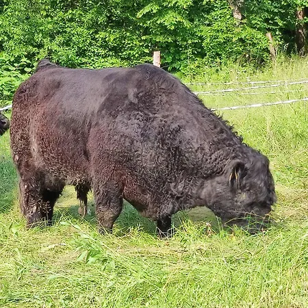 Apartman Apartma Naravni Biser *