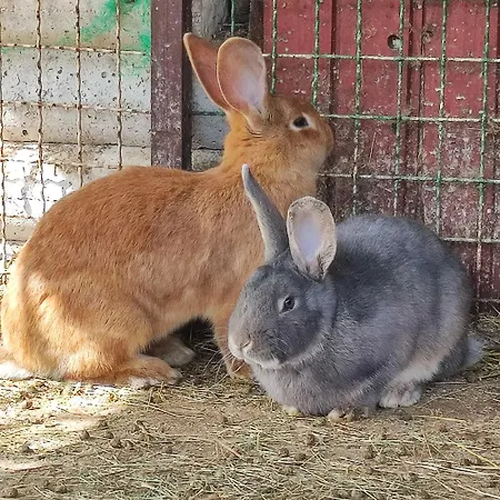 Apartman Apartma Naravni Biser Brezje