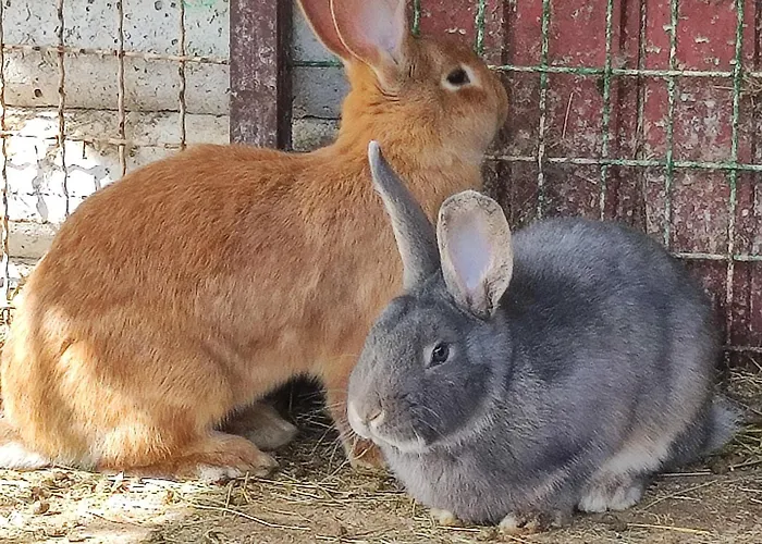 Διαμέρισμα Apartma Naravni Biser Brezje